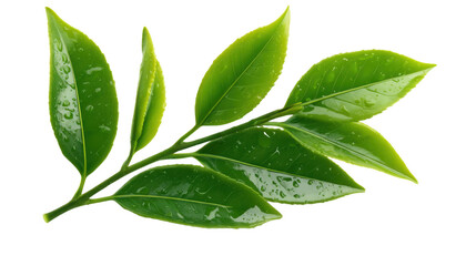 Obraz premium Fresh Green Tea Leaves Branch