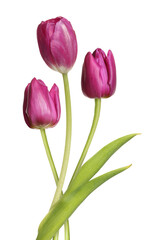 Beautiful colorful tulips isolated on white. Spring flowers