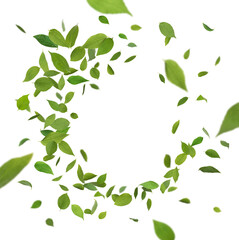 Obraz premium Fresh green leaves in air on white background