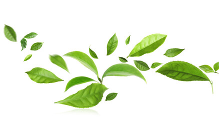 Green tea leaves in air on white background
