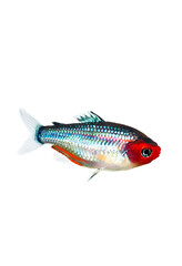 Vibrant Ummel-Nose Tetra Fish Swims Gracefully Amidst Pristine White Background in Aquatic Environment - Nature Photography for Copy Space Transparent png
