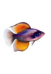 Colourful Boesemani Rainbow Fish In Contrast Against Clean White Background, Vibrant Colors Highlighted in Detailed Close-up Shot  transparent png