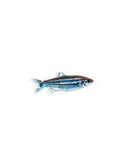 Beautiful Solitary Zebra Danio Swimming Alone in a Freshwater Aquarium Tank - Peaceful Underwater Scene Photography  transparent png