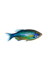 Vibrant Solitary Rainbowfish: Stunning Colorful Freshwater Fish Species for Aquarists and Aquarium Enthusiasts Worldwide  transparent png