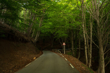 calle poco transitada, bosque tenebroso