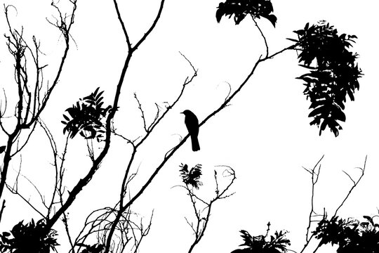 Silueta de p&aacute;jaro y &aacute;rbol 