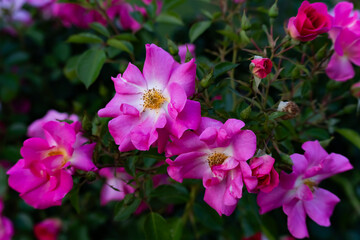 Obraz premium Rosas rosas 