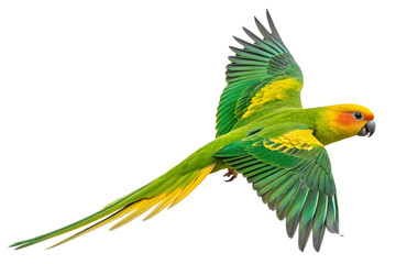 Parakeet bird flying isolated on transparent background
