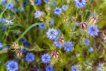 Campo de flores, moradas 