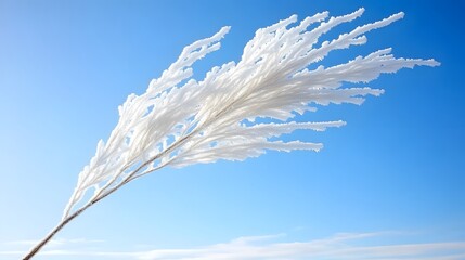 Stunning Frost Covered Pampas Grass Against Blue Sky