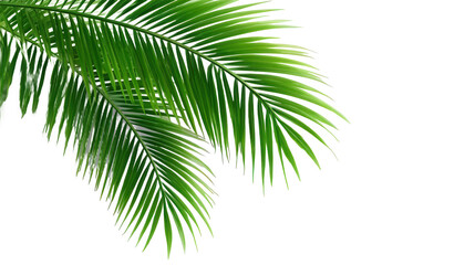 Vibrant Tropical Palm Leaves