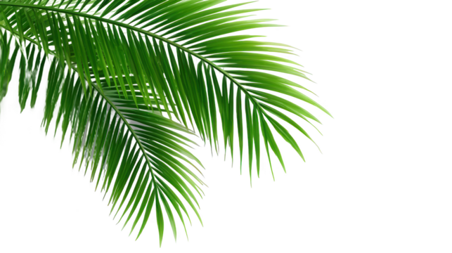 Vibrant Tropical Palm Leaves