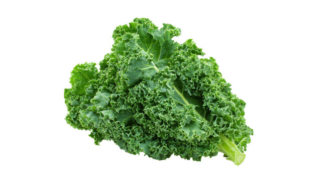 Fresh Green Curly Kale Leaf Isolated on Transparent Background