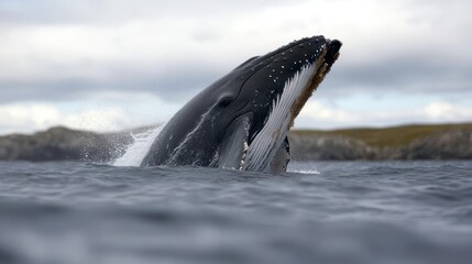 Magnificent Humpback Whale Breaching the Ocean Surface