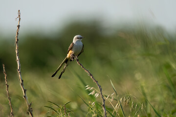 Flycatcher on a branch