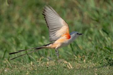 Flycatcher in flight
