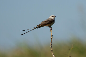 Flycatcher on a branch