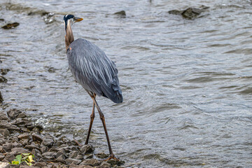 Great blue heron walking on the rocky shore of a lake.