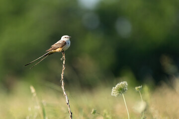 Flycatcher on a branch