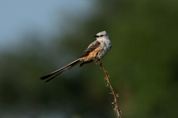Flycatcher on a branch