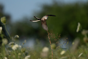 Obraz premium Flycatcher take off