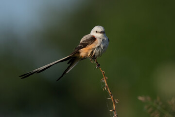 Flycatcher on a branch