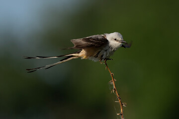 Flycatcher landing