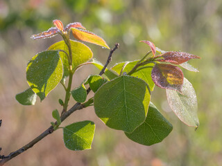 New leaf growth on the Chinese tallow tree is red and later changes to green.