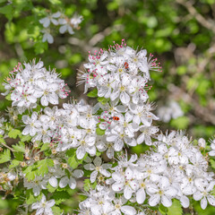 A Parsley hawthorn tree blooming on a spring day in Texas.