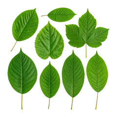 High-Resolution Isolated Green Leaves with Detailed Textures, Isolated on Transparent Background