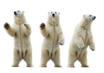 Fototapeta premium Three polar bears standing isolated on white background