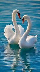 Obraz premium Two White Swans Facing Each Other in Blue Water