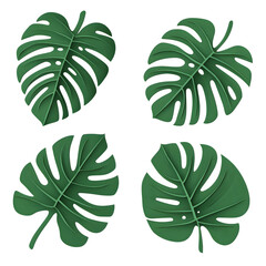 Set of green monstera leaves, cut out