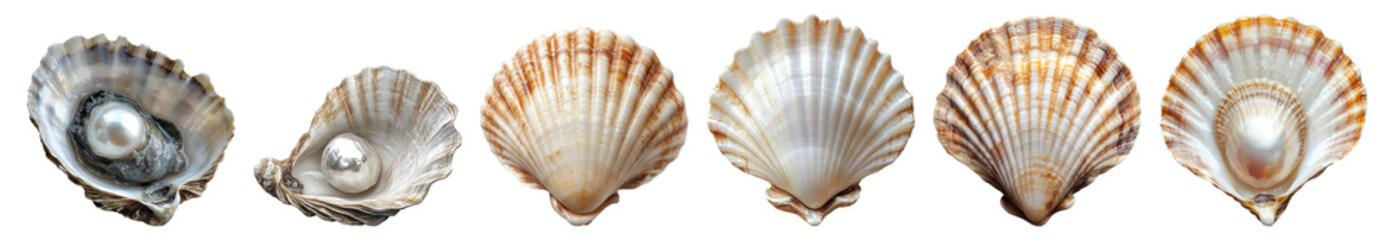 Obraz premium Stunning Collection of Various Sea Shells on Isolated Background Isolated Transparent Background