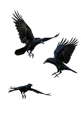 Obraz premium Flying Ravens Illustration Black Birds Flight on Transparent Background