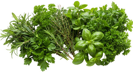 Fresh Green Herbs Illustration on Transparent Background Food Elements