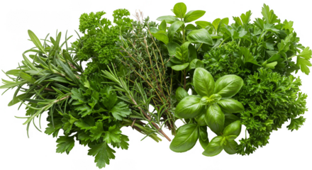 Fresh Green Herbs Illustration on Transparent Background Food Elements