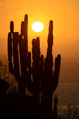 cactus silhoutte at sunset with ocean view, baja california sur, mexico © tomas