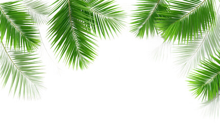 Tropical Palm Leaves and Abstract Shape