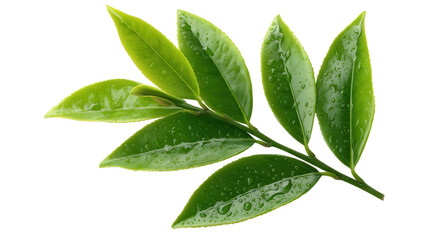 Obraz premium Fresh Green Tea Leaves