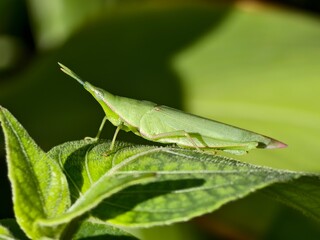 Acrida Cinerea on a leaf with blur background