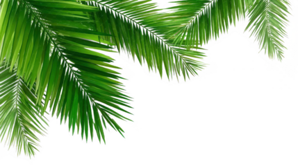 Vibrant Green Palm Fronds in Nature
