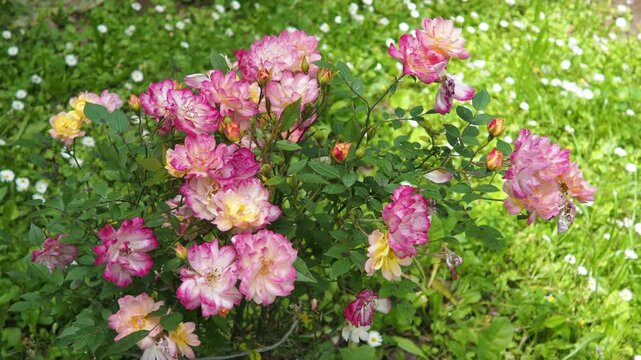 A rose is either a woody perennial flowering plant of genus Rosa. Bright pink crimson and magenta double roses grow as a bush in park. Bush simple non-double small-flowered with many buds. Wind