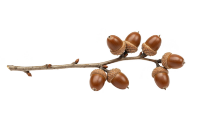 Isolated Acorn Branch Photo on Transparent Background Illustration