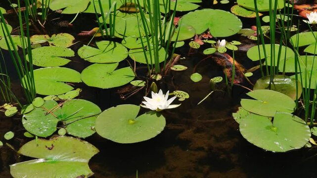 water lily in the pond