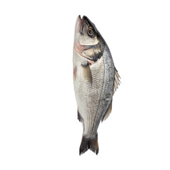 salmon fish isolated PNG or JPEG Background