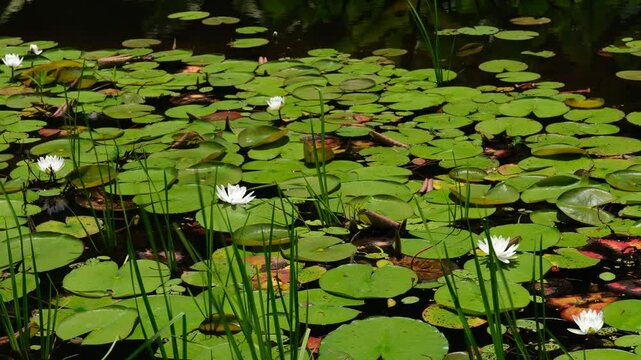 water lilies in the pond