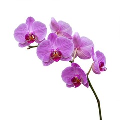 Blooming orchid isolated on white background. for botanical illustration, decoration, and design.