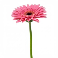 Pink gerbera flower isolated on white background for decoration and design.