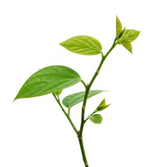 Obraz premium Green sprout isolated on white background for botanical studies, nature illustrations, and educational purposes.